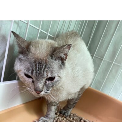 クスコ【ちびびの森シェルター】