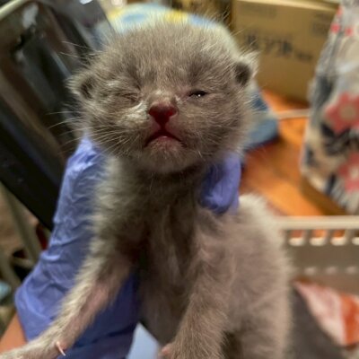 ハル【ちびびの森シェルター】