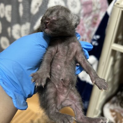 みそたん【ちびびの森シェルター】