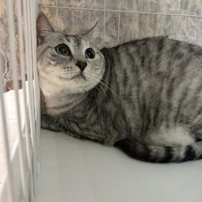 川島ハナ【ちびびの森シェルター】
