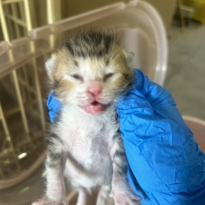 ささかま【ちびびの森シェルター】