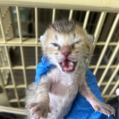 かにかま【ちびびの森シェルター】
