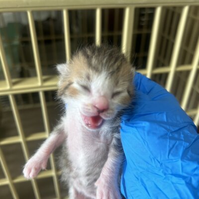 ちーかま【ちびびの森シェルター】