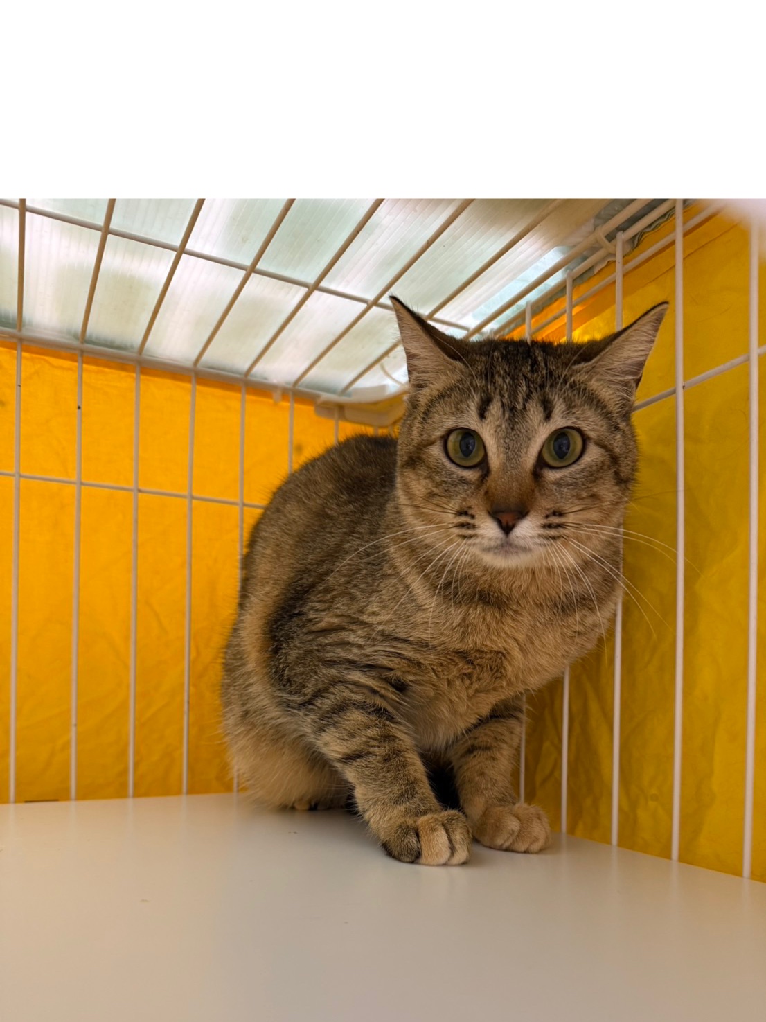 シルベーヌ【谷中店】 | ネコリパブリック｜日本の猫の殺処分をゼロに！