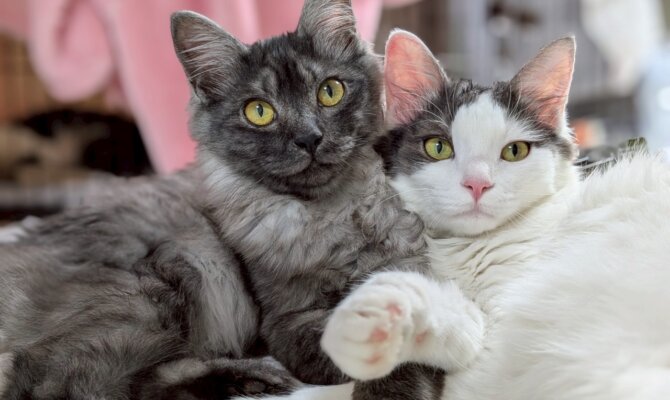 🐾 ピンポンパール&デメキン、トライアルスタート! 🐾