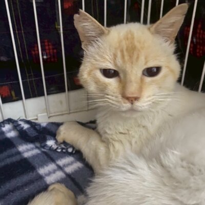 アンデス【大阪ねこ浴場】