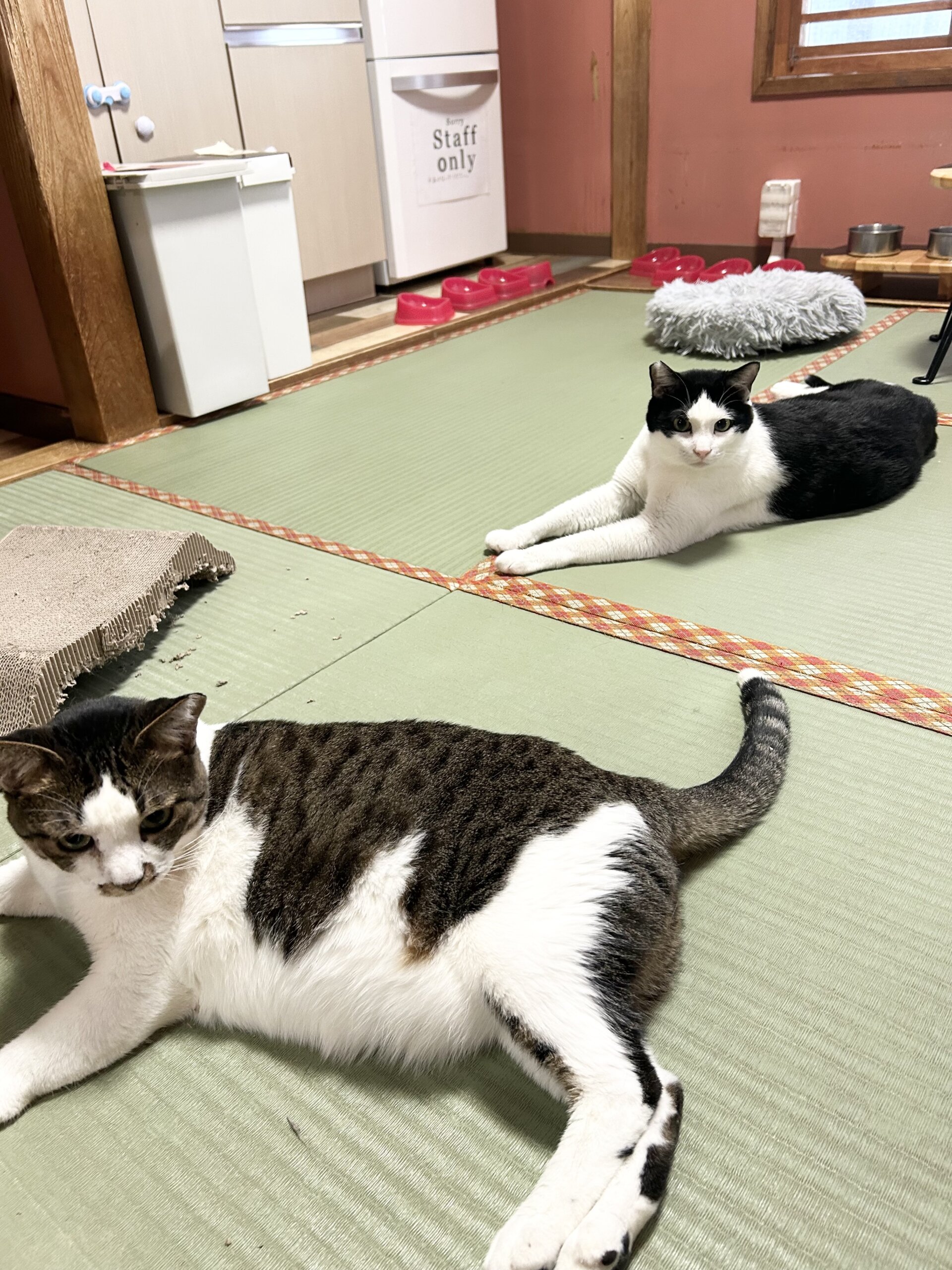 女子１2-15歳ワレメ お茶の水〜ミーミ〜 | ネコリパブリック｜日本の猫の殺処分をゼロに！