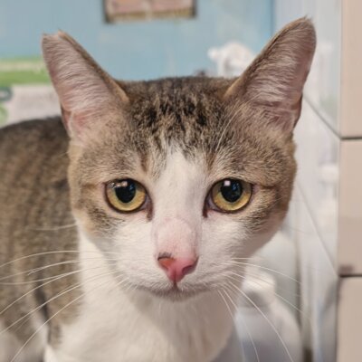 たろまる【大阪ねこ浴場】