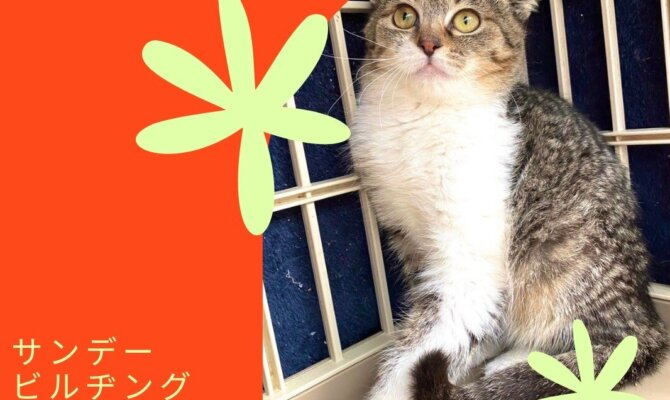 暮らしの中に、命との出会いを🤝柳ヶ瀬で開催されるサンビルで保護猫譲渡会🐈