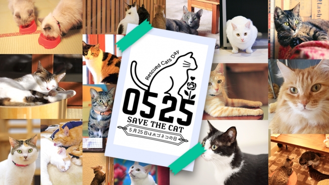 5月25日は、ホゴネコの日。保護猫の日に、保護猫のための日本最大級の祭典が名古屋で開催!「ネコ市ネコ座」ステージスケジュール決定!