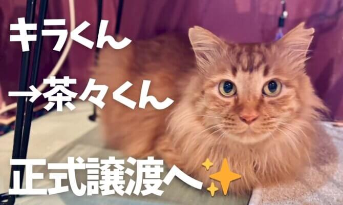 【大阪ねこ浴場】キラ→茶々くん、正式譲渡へ✨️