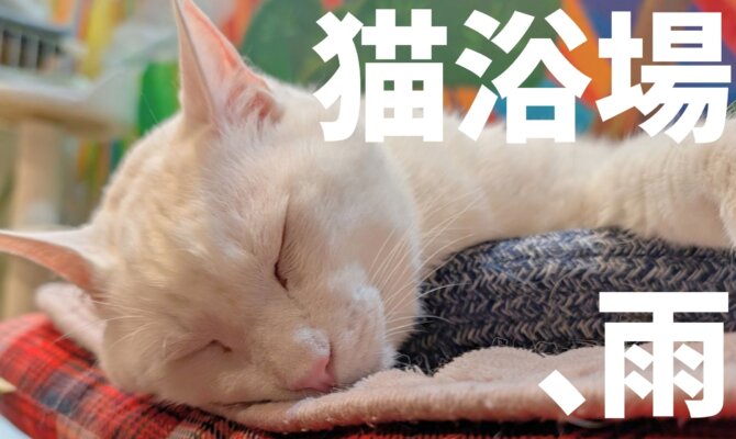 【大阪ねこ浴場】土曜日、あいにくの雨☔