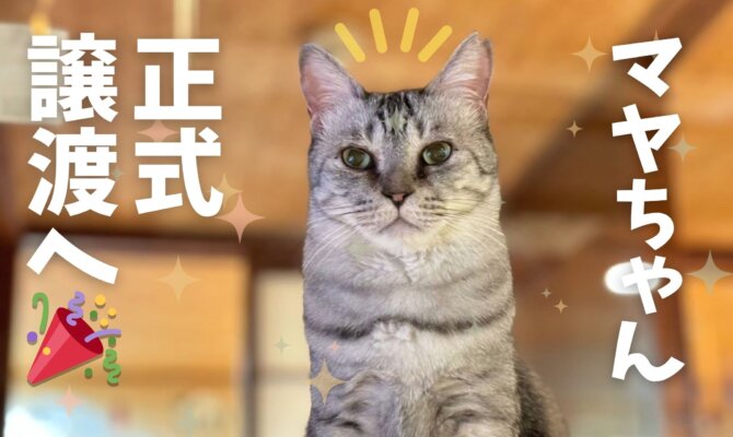 【大阪ねこ浴場】マヤちゃん、ついに正式譲渡へ✨️