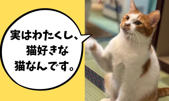 【大阪ねこ浴場】猫好きのテールくん、里親募集中❗️