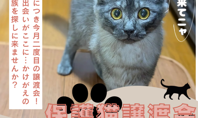 ユアペティア雪谷大塚店にて☆第3回☆ネコリパブリック保護猫譲渡会開催！