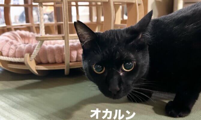 お茶の水〜オカルン〜