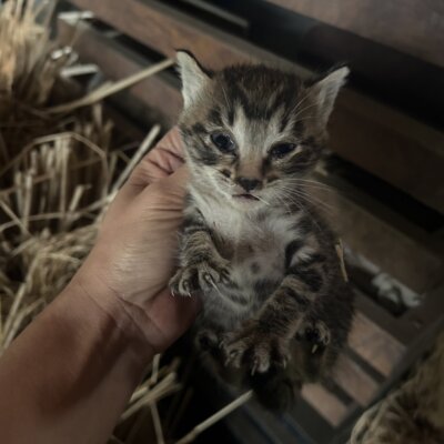 グッチ【ちびびの森シェルター】
