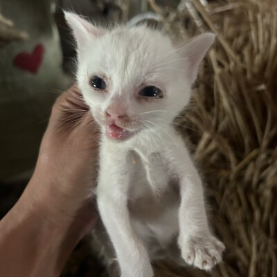 シャネル【ちびびの森シェルター】