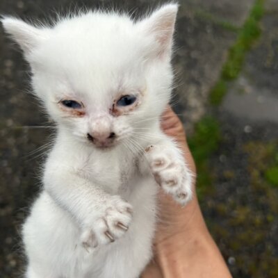 プラダ【ちびびの森シェルター】