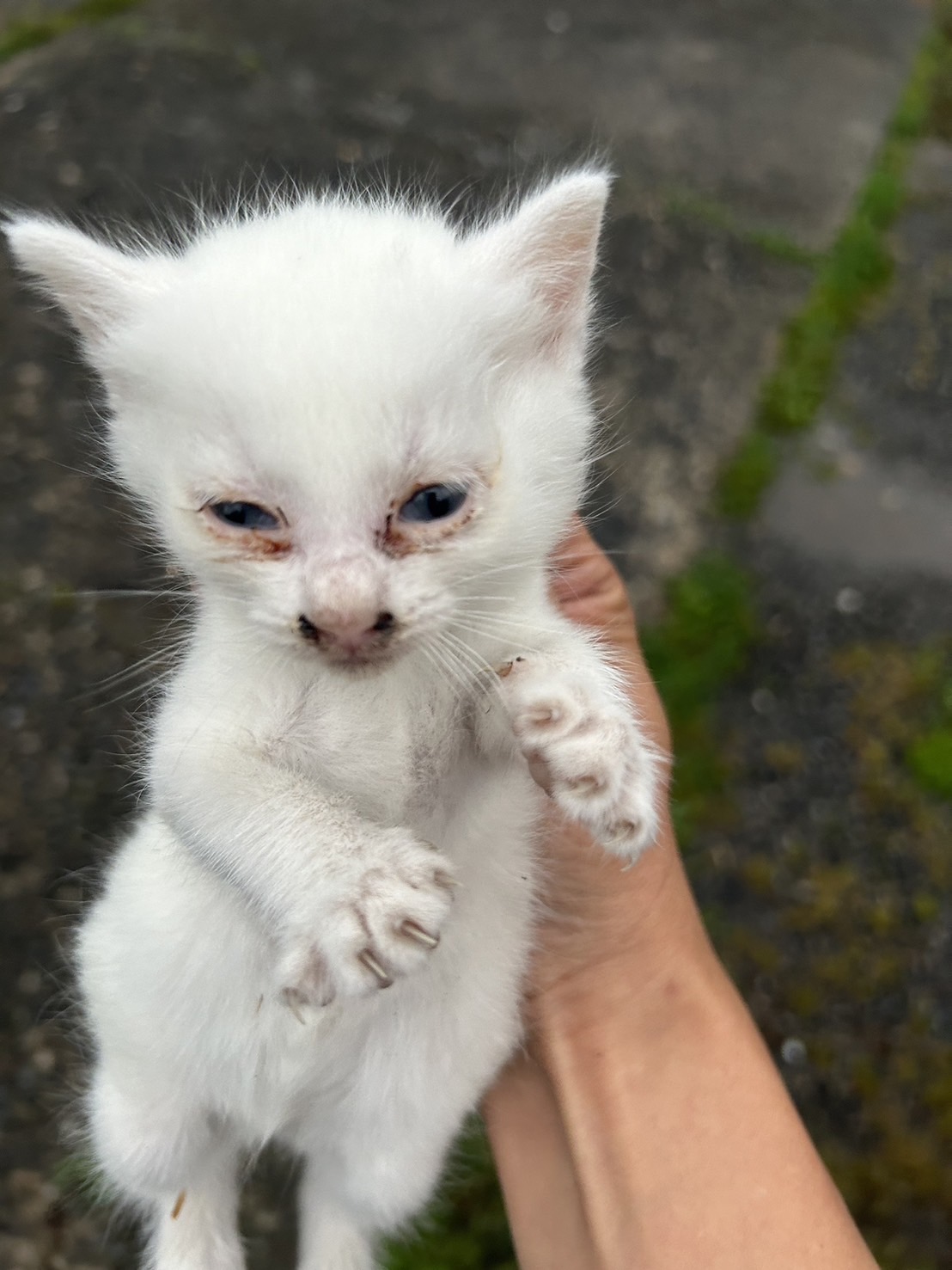 プラダ【お茶の水】 | ネコリパブリック｜日本の猫の殺処分をゼロに！
