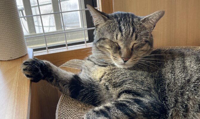 【谷中】〜宝立ボニート〜