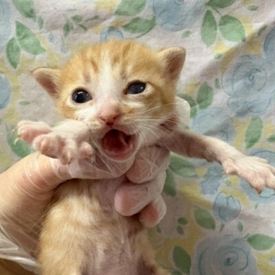 朧(おぼろ)【飛騨】