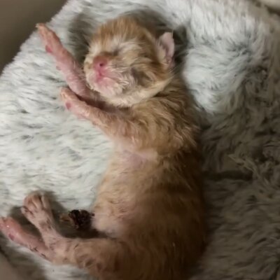 ネーブル【飛騨】