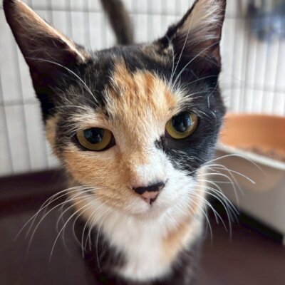 ルピー【飛騨】