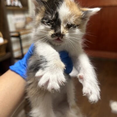 ひまり【ちびびの森シェルター】
