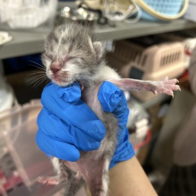ゆいまーる【ちびびの森シェルター】