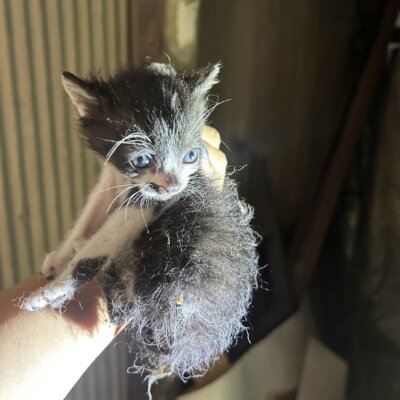 せいきょう【ちびびの森シェルター】