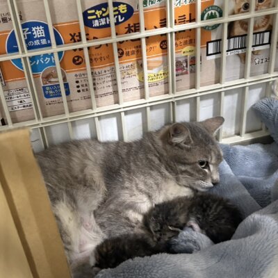 かしゆり【ちびびの森シェルター】