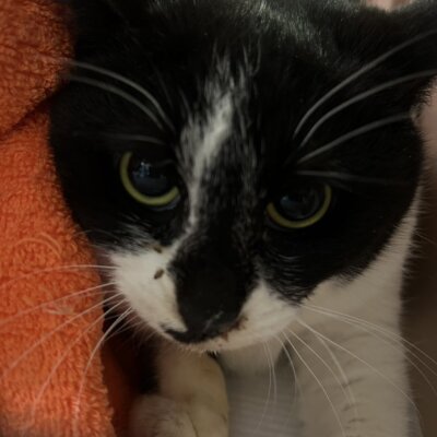 パフ【ちびびの森シェルター】