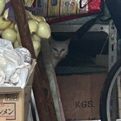 エルメス【ちびびの森シェルター】