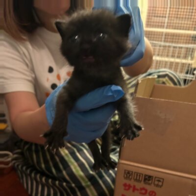 橋【ちびびの森シェルター】