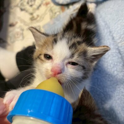 エメリー【ちびびの森シェルター】