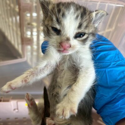ブルースター【ちびびの森シェルター】
