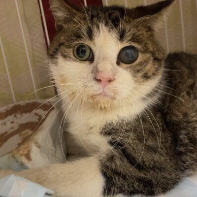 おいなりさん【ちびびの森シェルター】