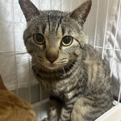 シパ【ちびびの森シェルター】