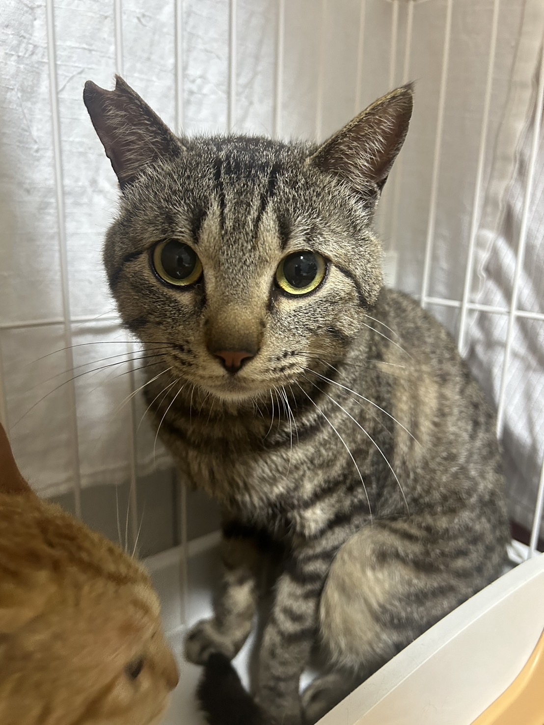 シパ【キャットプラザ西葛西】→シャンパ | ネコリパブリック｜日本の