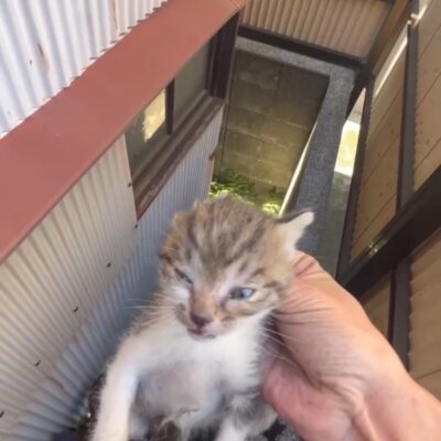 えいせい【ちびびの森シェルター】