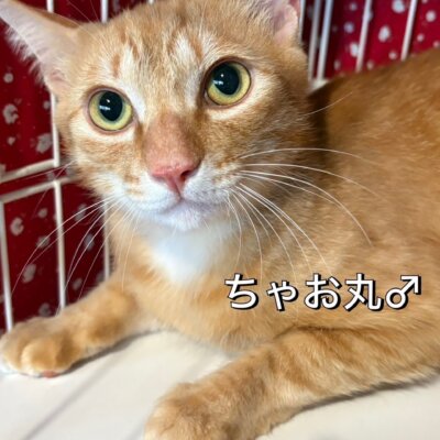 ちゃお丸【岐阜店】