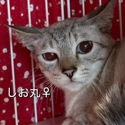 しお丸【岐阜店】