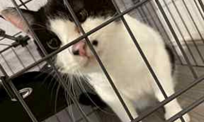 6/4伸び伸び〜ニャッチ😸ずっとのお家へ！