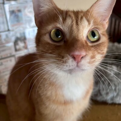 ちゃお丸【岐阜店】