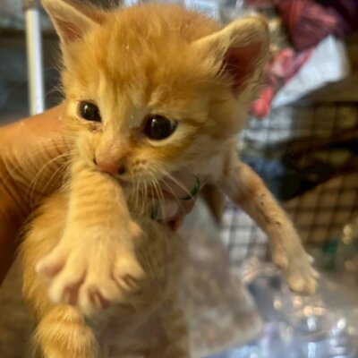 あめんぼ【ちびびの森シェルター】