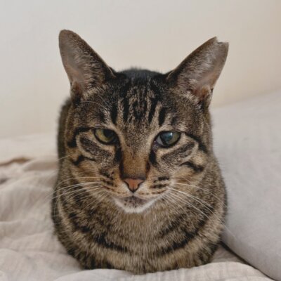 なな【大阪ねこ浴場】