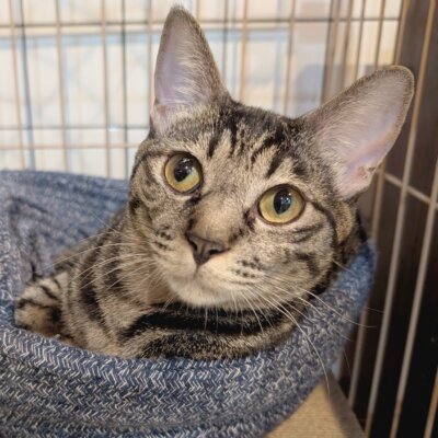 アッサム【大阪ねこ浴場】