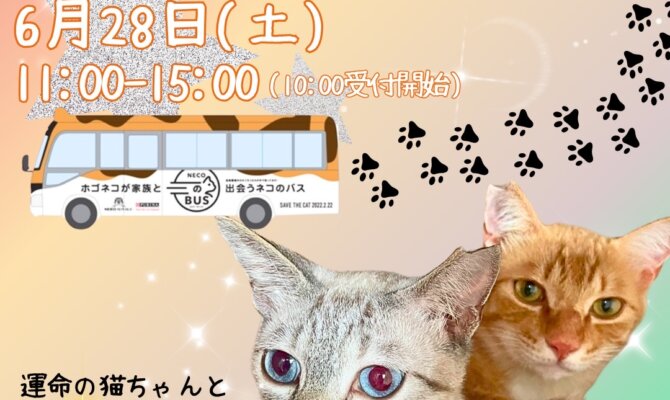 新たな家族と出会う場所！保護猫譲渡会が、岐阜県大垣市アルプラザ鶴見にやってくる！