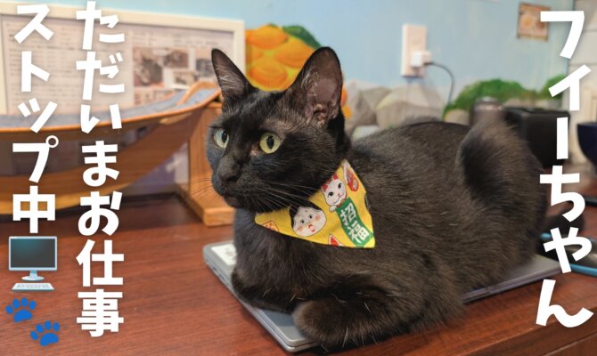 【大阪ねこ浴場】🖤フィーちゃん、ただいまお仕事ストップ中！？🖥️🐾
